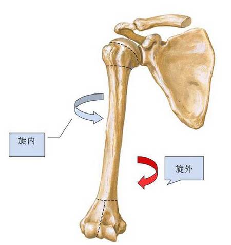 第一步,一张图先教你先弄清什么是肩关节内旋和外旋?