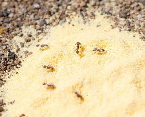这16种方法都可以轻松赶走家里的蚂蚁,避免花卉遭殃