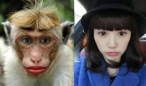 这张图片,马蓉与母猴的面相真是神相似有没有?