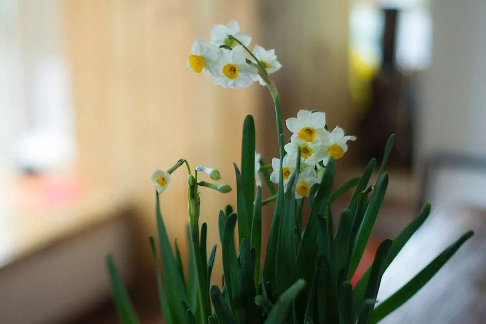 水仙花