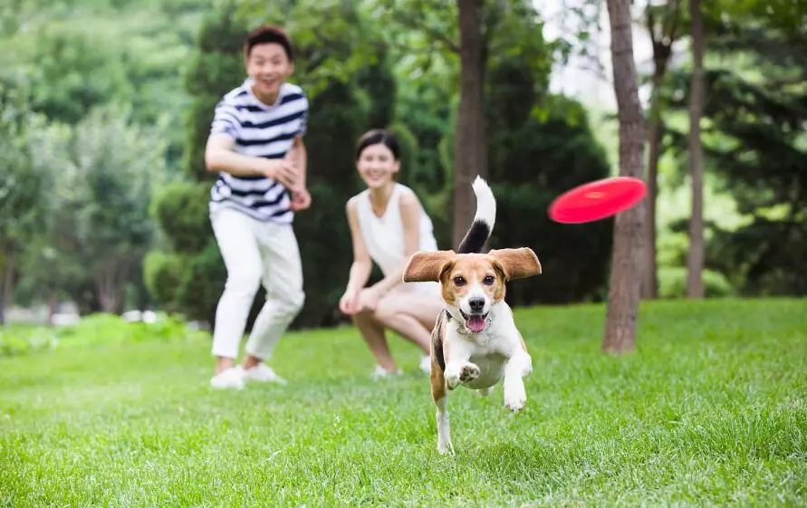 郑州市宠物公园(犬只收容站)