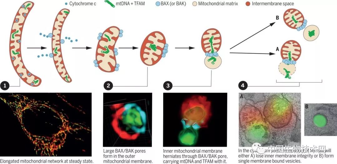 DNA出逃！莫纳什大学科学家捕捉到引发自身免疫疾病的“流氓分子”