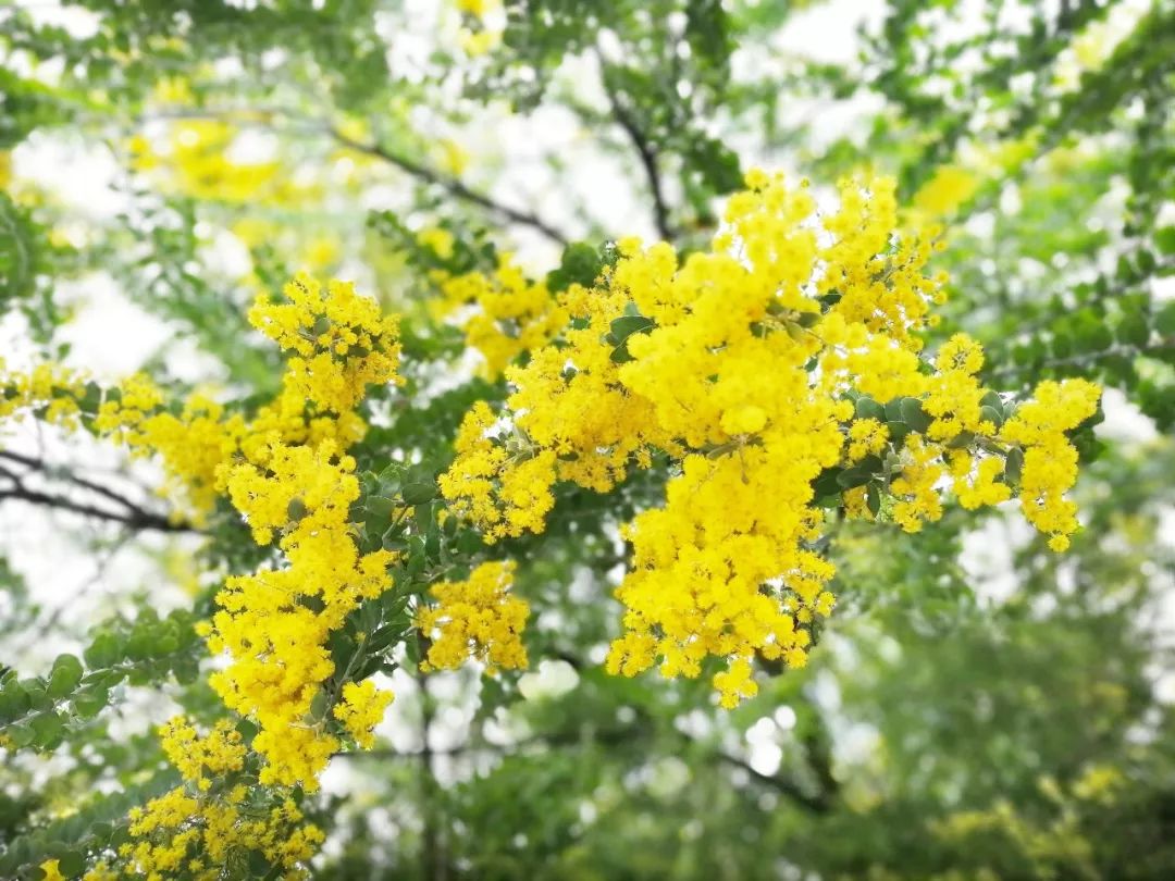 樱花推荐地:浈江樱花公园,武江区沙湖公园,新丰樱花峪,曲江马坝人遗址