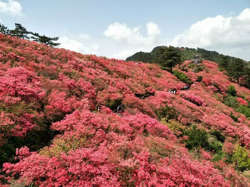 龟峰山杜鹃花