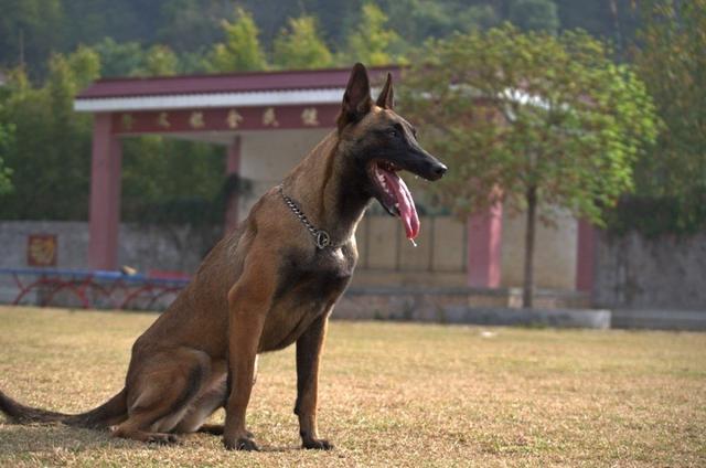 马犬如何训练,马犬训练需要什么引导