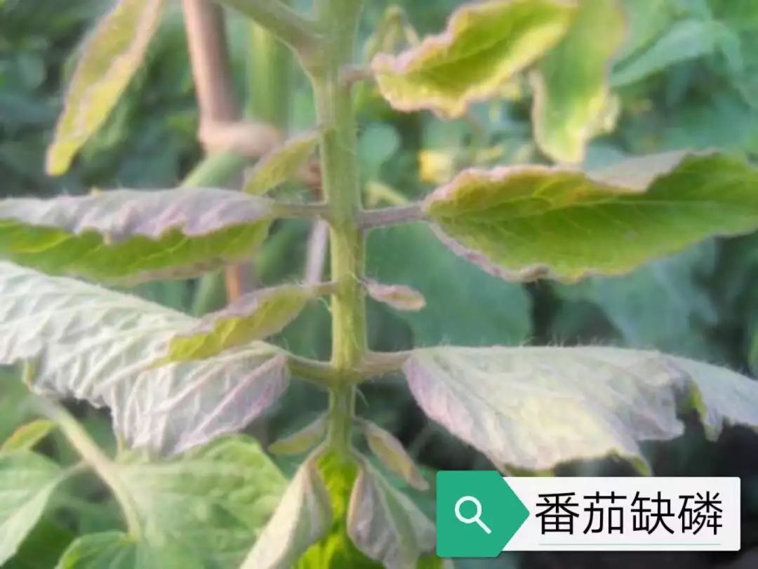 茄果蔬菜缺素症