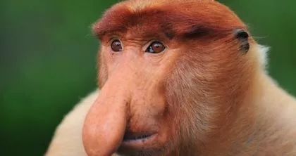 长鼻猴的鼻子为什么这样大