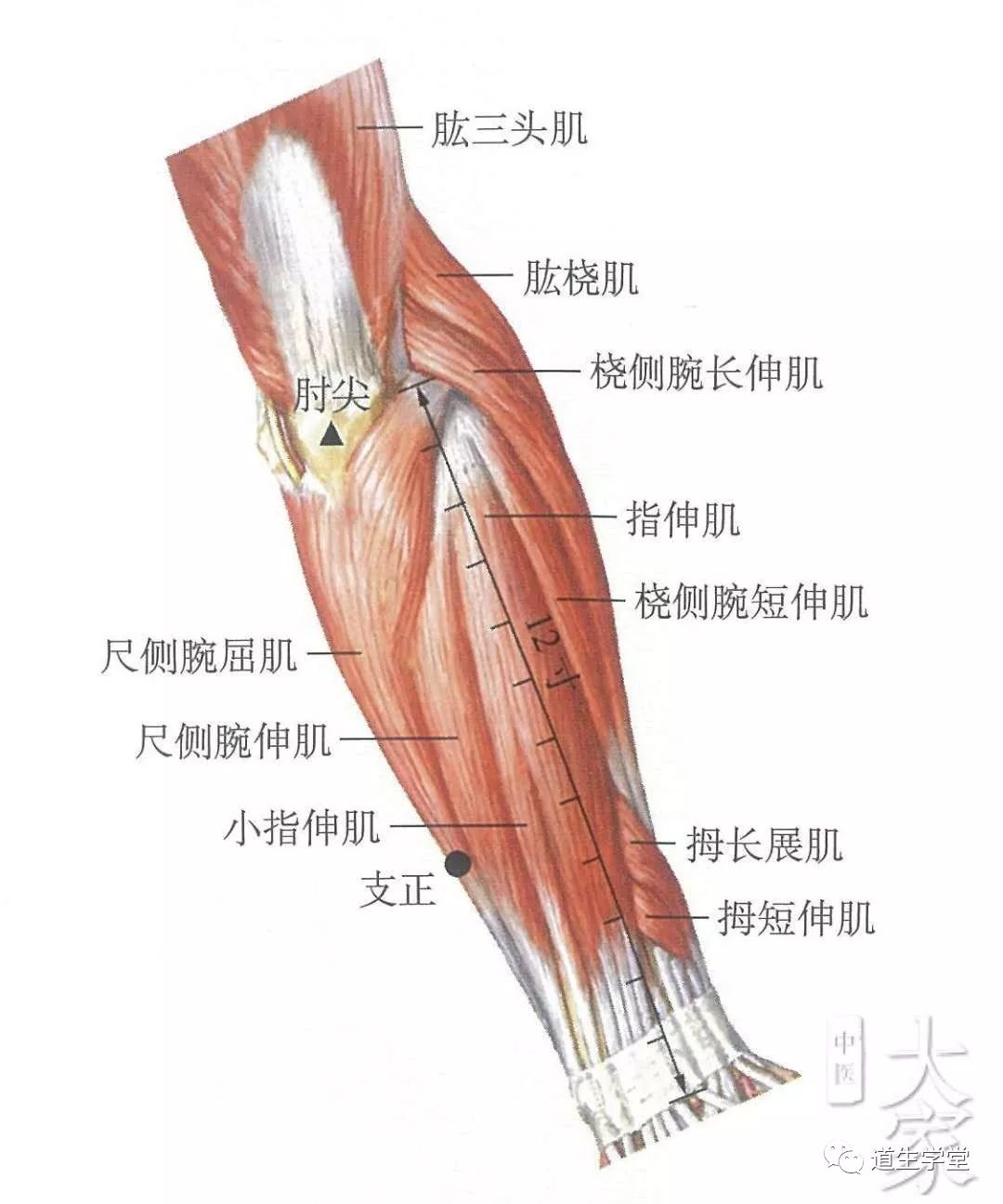 不可不知的穴位丨支正穴