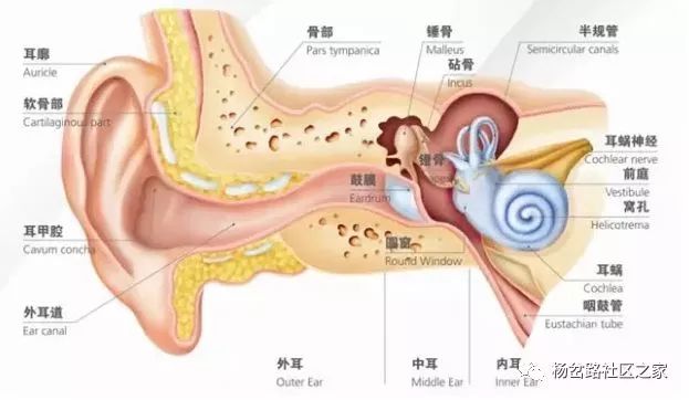 耳朵的构造