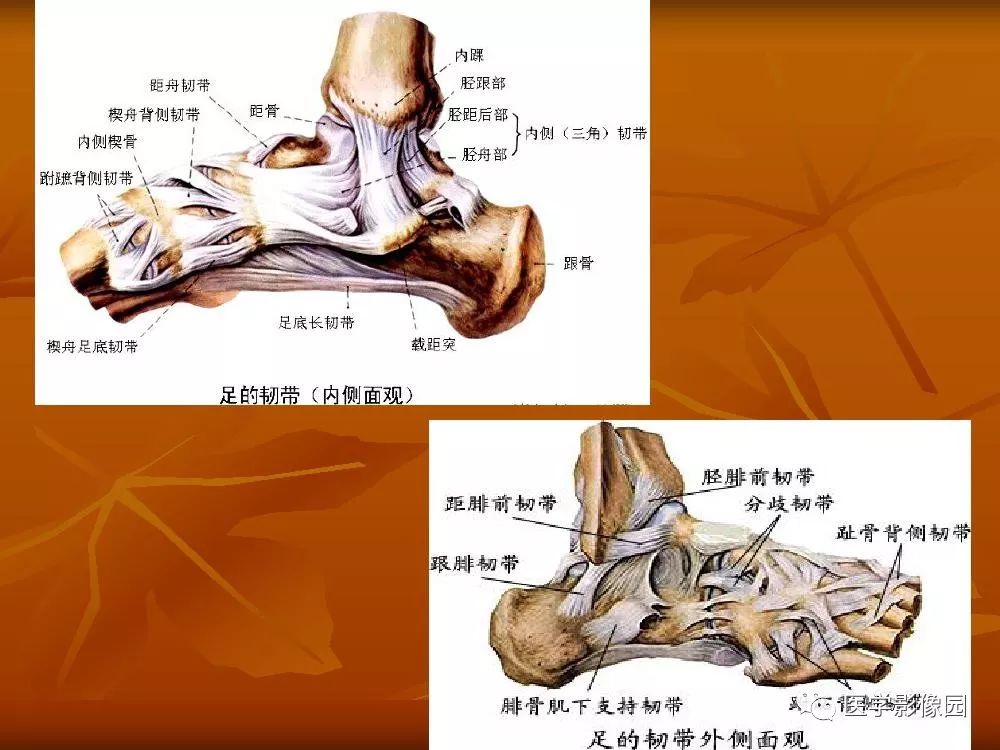 踝关节韧带的解剖及影像表现丨影像天地