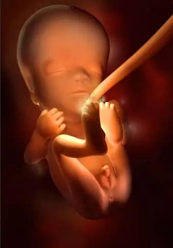 宝宝子宫内发育全过程,0-40周的3d影像,比四维更清晰