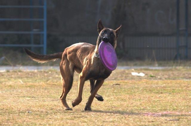 马犬如何训练,马犬训练需要什么引导