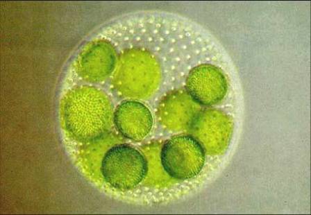 图1-6 藻类细胞形态