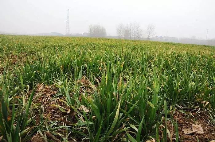 大部分区域土壤墒情适宜,丘陵稻茬麦渍害明显,条锈病发病略重于去年