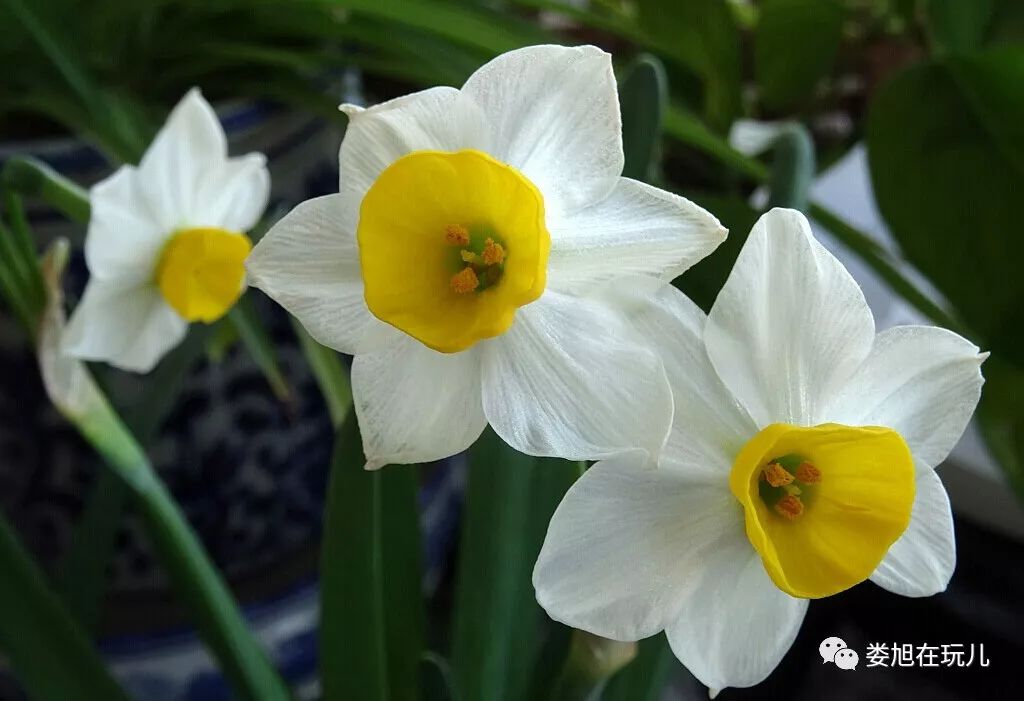 春节的水仙花儿