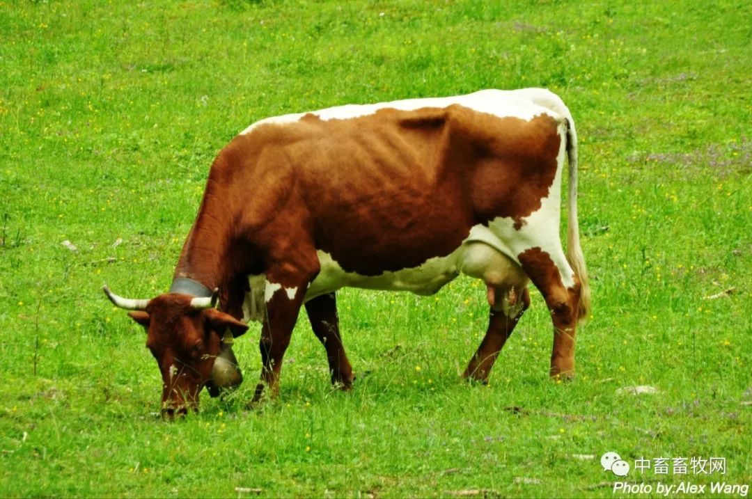 养牛小知识 你对牛反刍了解多少？
