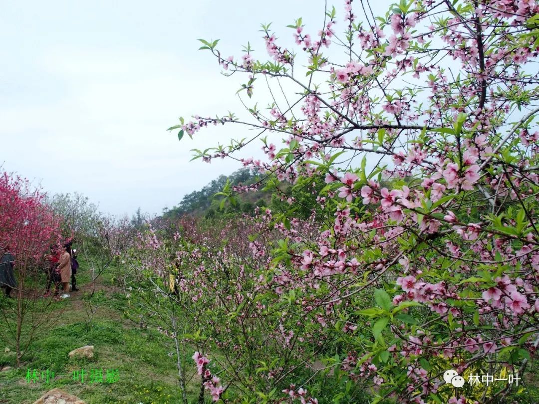 桃花源记》