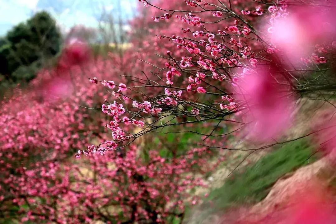 梅花镇梅花村人口_乐昌梅花镇梅花街