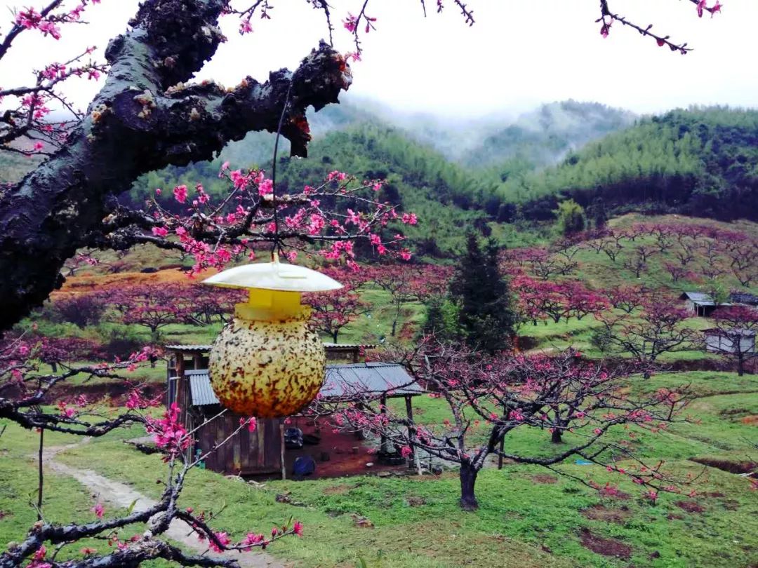 【报名】2018首届连平桃花徒步节活动