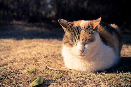 猫发情不吃东西怎么办