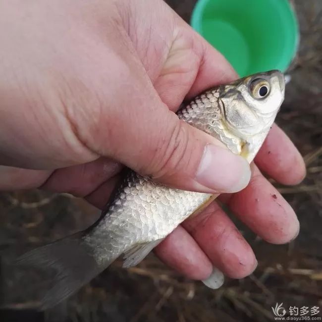 【鱼获】一钩红虫竟上10多尾小鲫鱼,品野味,叙情谊,一日欢度!