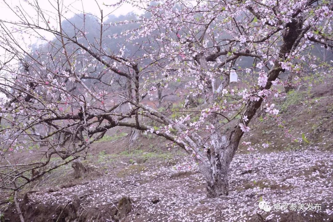 来博罗象头山吧~这里春日桃花开满坡,暗香浮动熏人醉