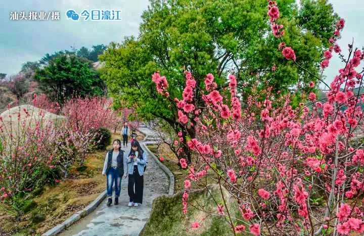 夜听濠江丨给力巨峰桃花