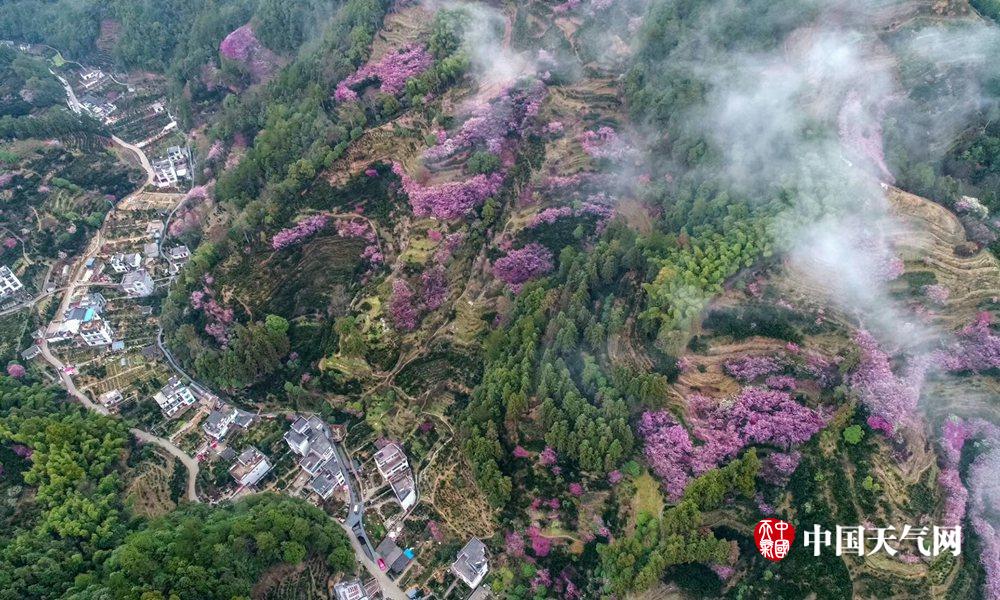 安徽歙县梅花盛开 赏花正当时