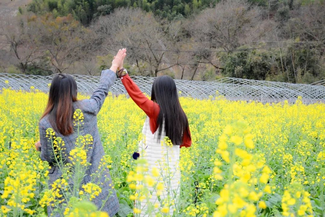 踏春约起!德化油菜花最美季:徜徉金色花海,不负撩人春光!