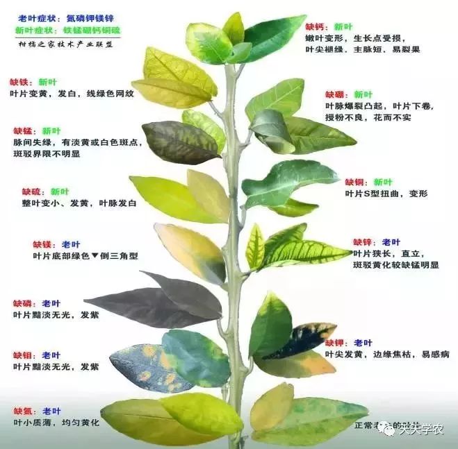 缺素型叶面黄化现象自查图