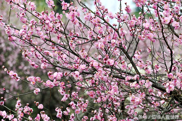 诗人口吐芬芳_人口普查(2)