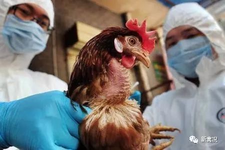 h9n2竟成了高致病性禽流感?