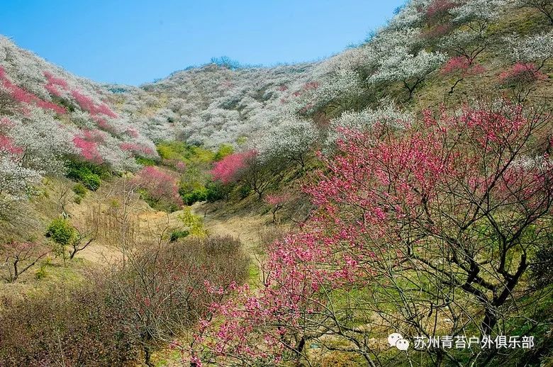 安吉杭垓梅园(大梅海景区)正月初四即2月19日正式营业,结束杭垓无景点