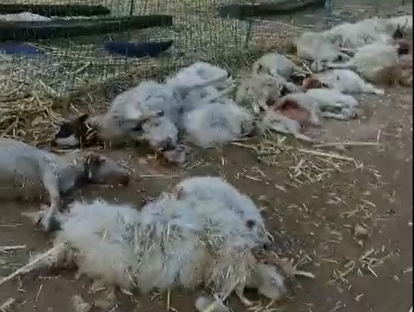 内蒙古一养羊户35只羊被不明动物咬死,有的脖子被咬断,有的肚皮咬破