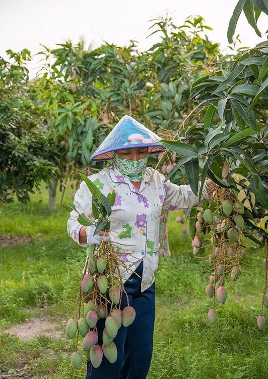 昌江芒果旅游热 游客采摘品尝芒果兴致高