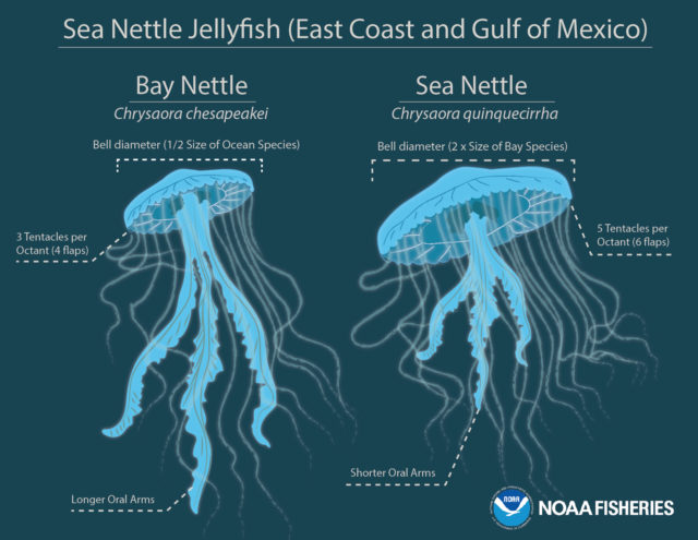 而非 24 只;海荨麻水母有较大的伞膜(水生动物顶部像伞状的构造),且