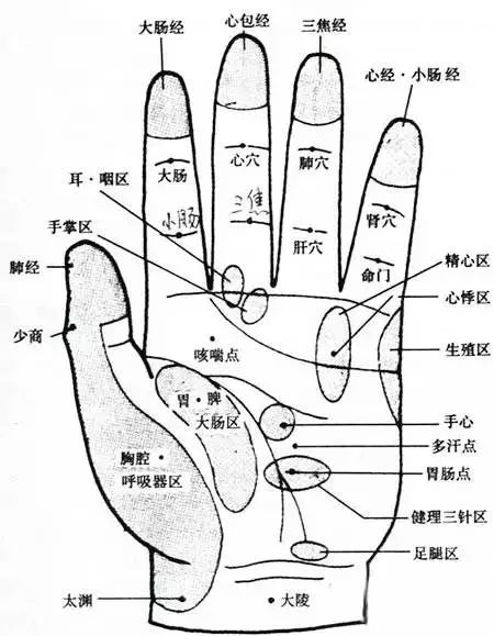 手部有多条经络巡行