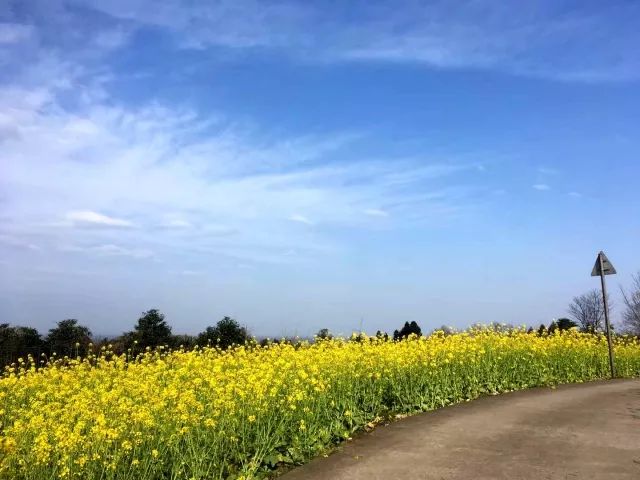 赏花节崇州油菜花开了这片早春赏花秘境敢说好多人没发现