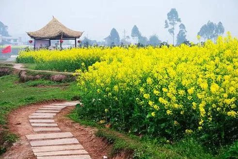 峨眉河绿道 行走在市中区苏稽镇到峨眉山市符溪镇途中,你会被绽放的