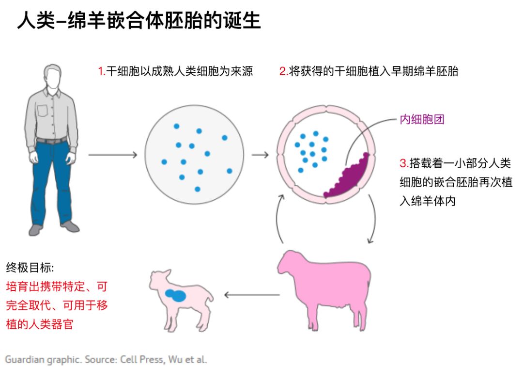 "人羊胚胎"培育成功,借助其他动物培育人类器官将更进一步