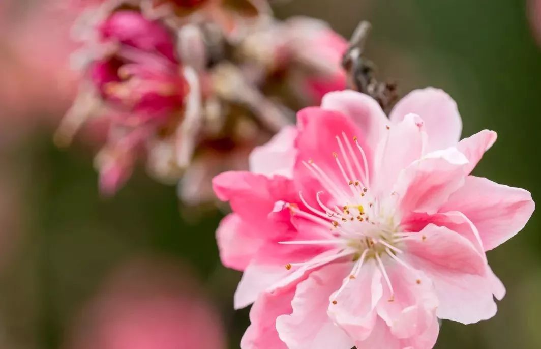 莲花山"十里桃花"终于盛开啦!今年你想走桃花运吗?