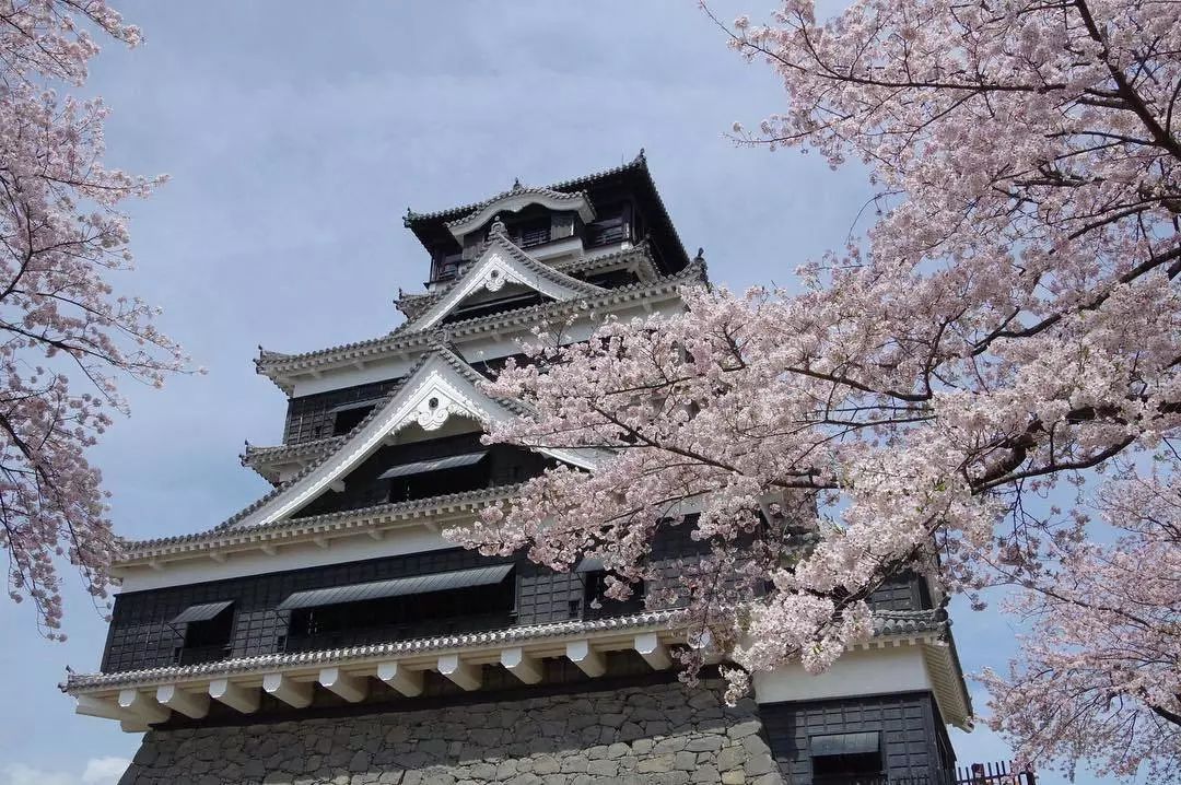 就进入到满开期,到了3月下旬又会迎来「御衣黄」和「染井吉野」的花期