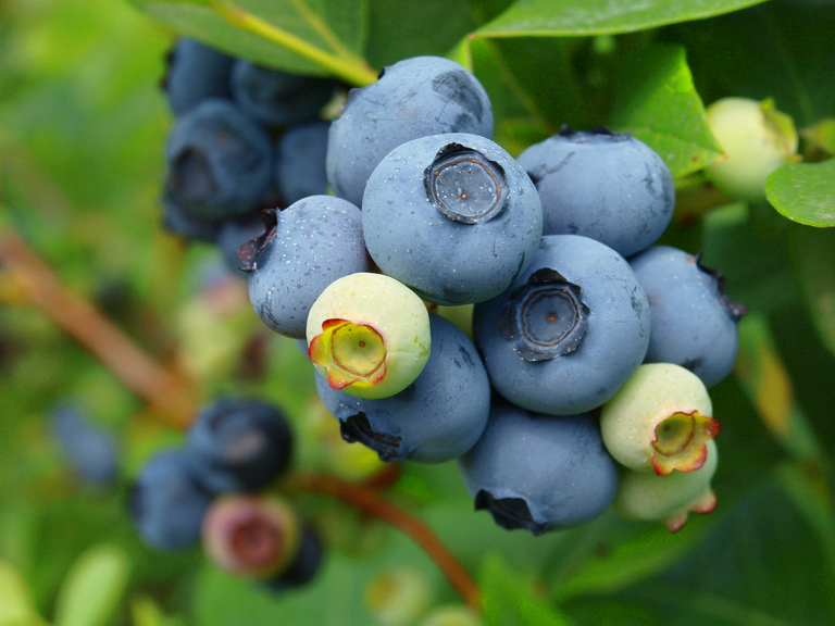 果期要来了!怎样才能让你的蓝莓授粉成功?