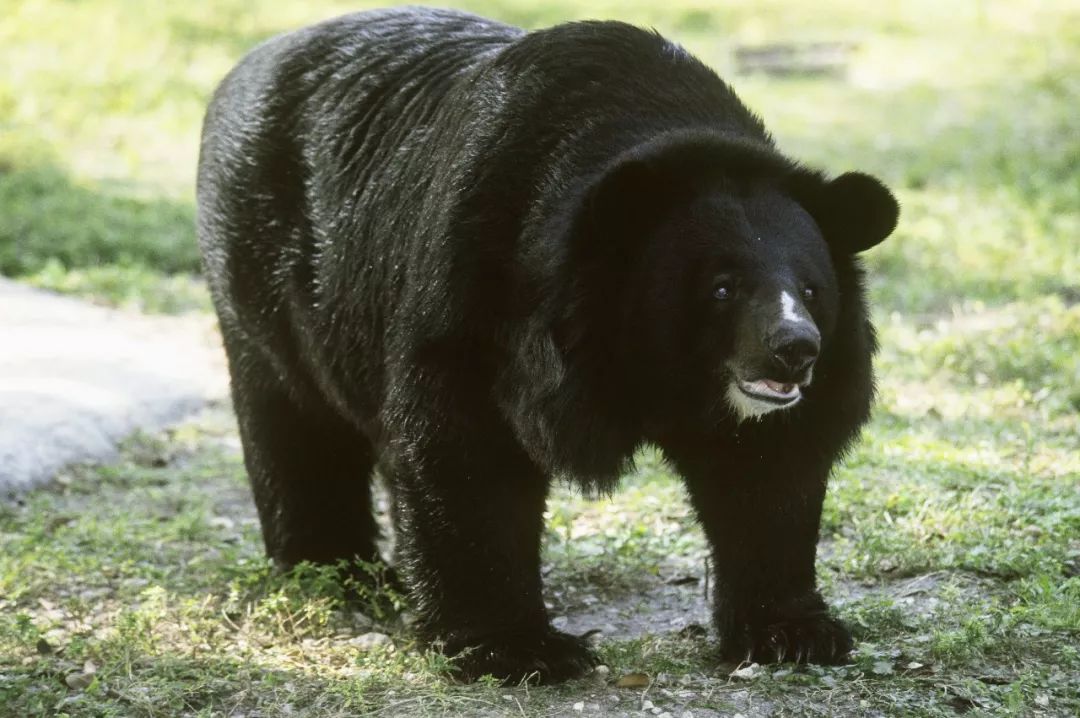 小兴安岭黑熊遭盗猎捕杀 当地居民公开出售"野味"!