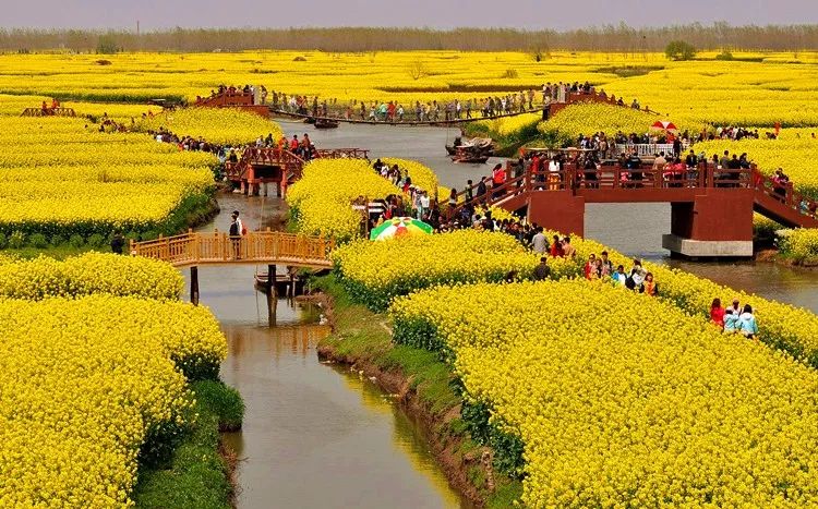 烟花三月下扬州兴化油菜花水上森林瘦西扬州湖