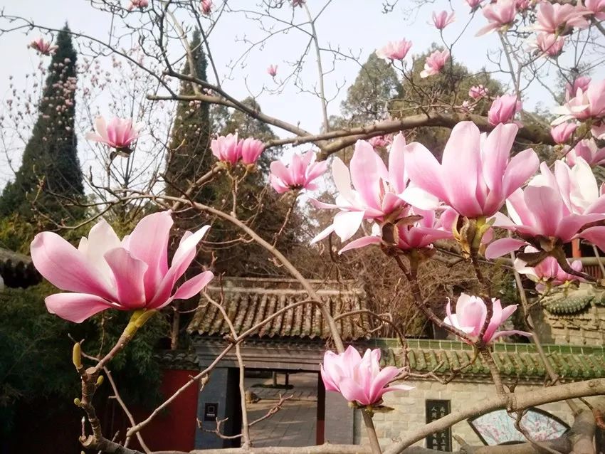 【三国圣地 美丽勉县】古旱莲丨世间仅一株,生于古祠,三月花开