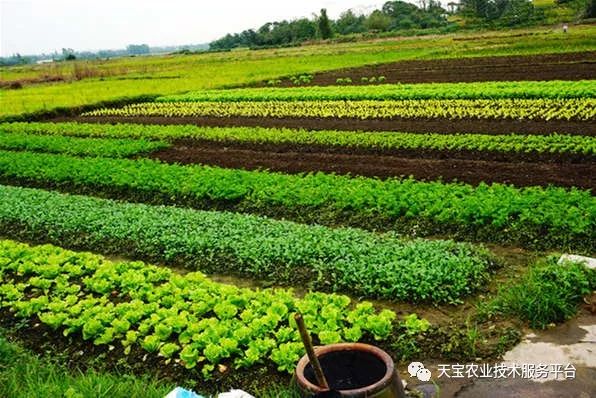 家里人口多了耕地太少怎么办_牛耕地图片