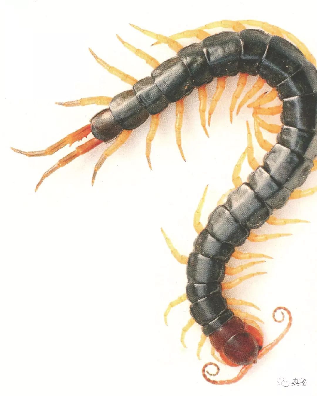 响尾蛇对蜈蚣的独特捕食策略