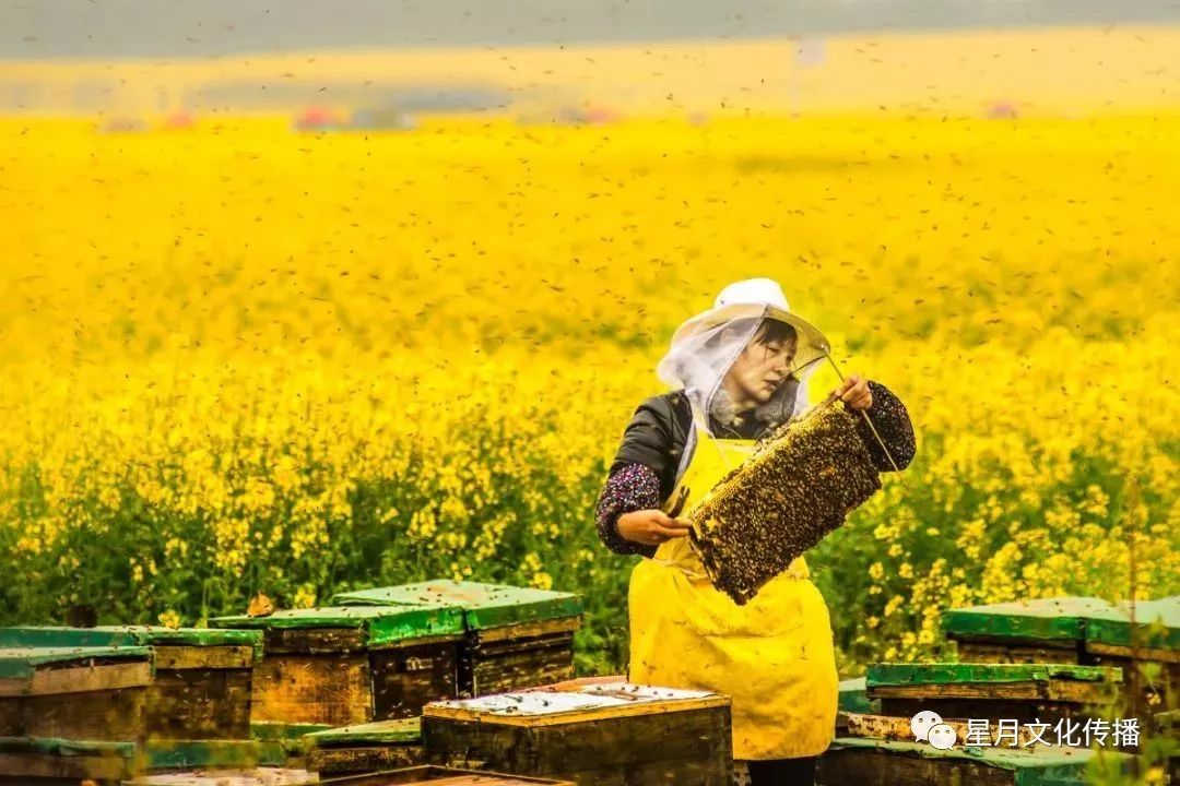 看完养蜂人的养蜂过程,你甚至可以买到瓶装的蜂蜜成品,都是现取现卖的