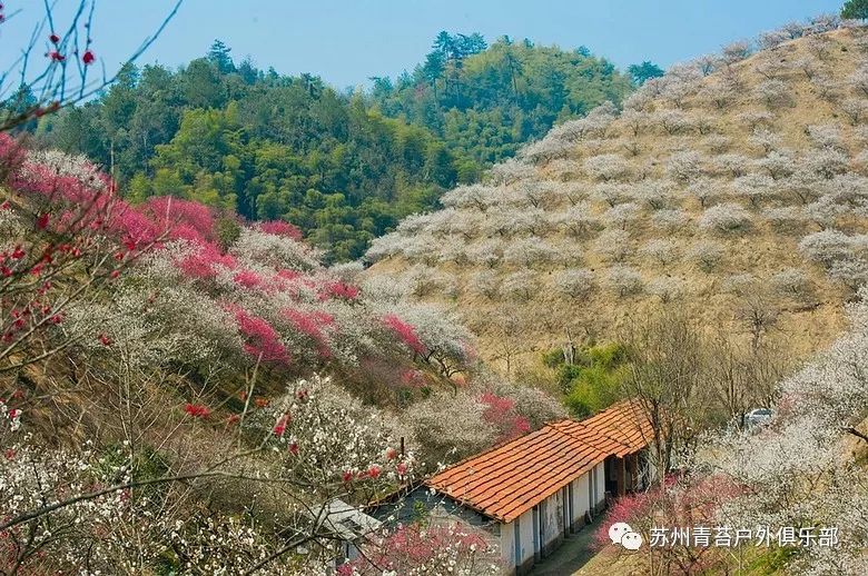 安吉杭垓梅园(大梅海景区)正月初四即2月19日正式营业,结束杭垓无景点